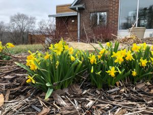 Daffodils at church entrance